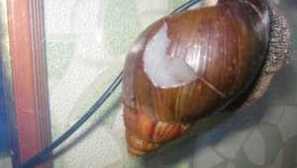 Snail care ahantine: popis, jak se starat